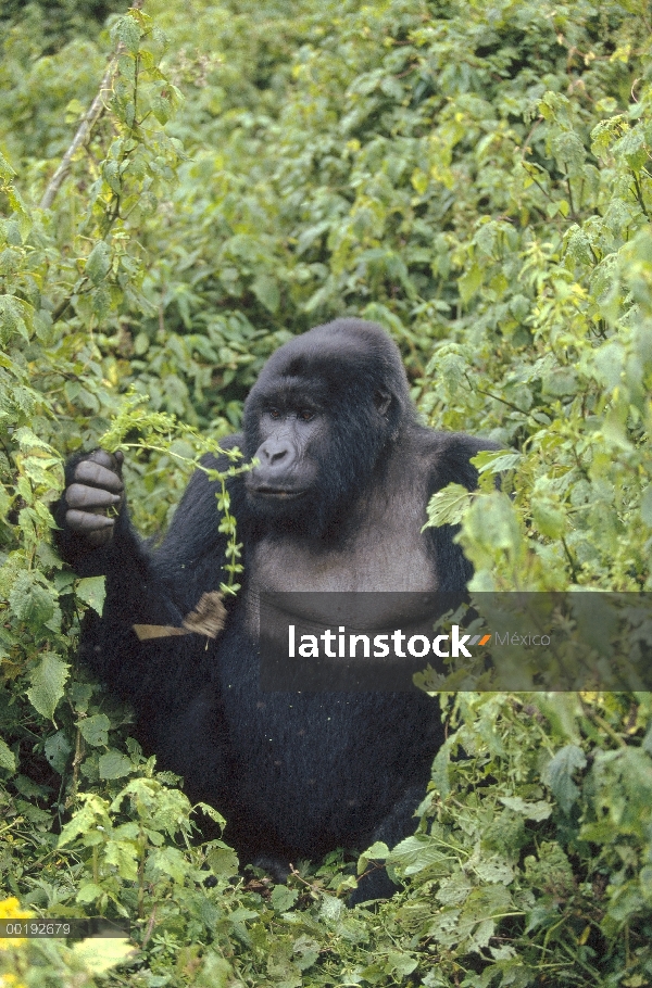 Hombre de montaña gorila (Gorilla gorilla beringei), África central