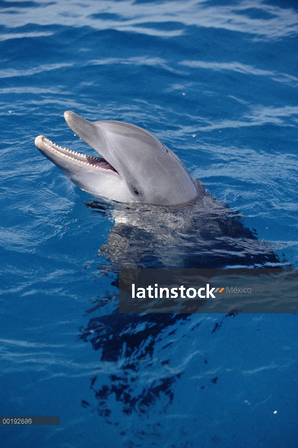 Delfín mular (Tursiops truncatus) con la cabeza fuera del agua y la boca abierta