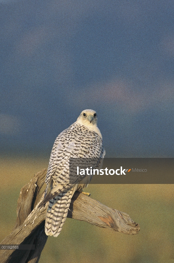 Mujer halcón gerifalte (Falco rusticolus), América del norte