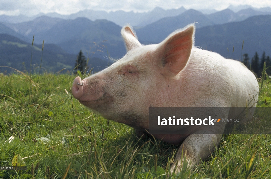 Cerdo doméstico (Sus scrofa domesticus) en el verde césped, Alemania