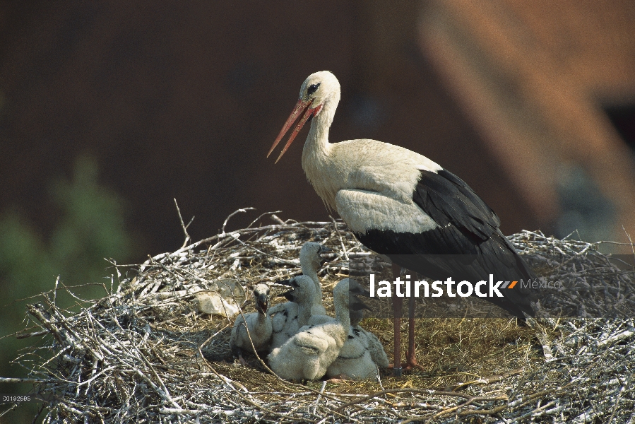 Cigüeña blanca (Ciconia ciconia) en el nido con polluelos, Alemania