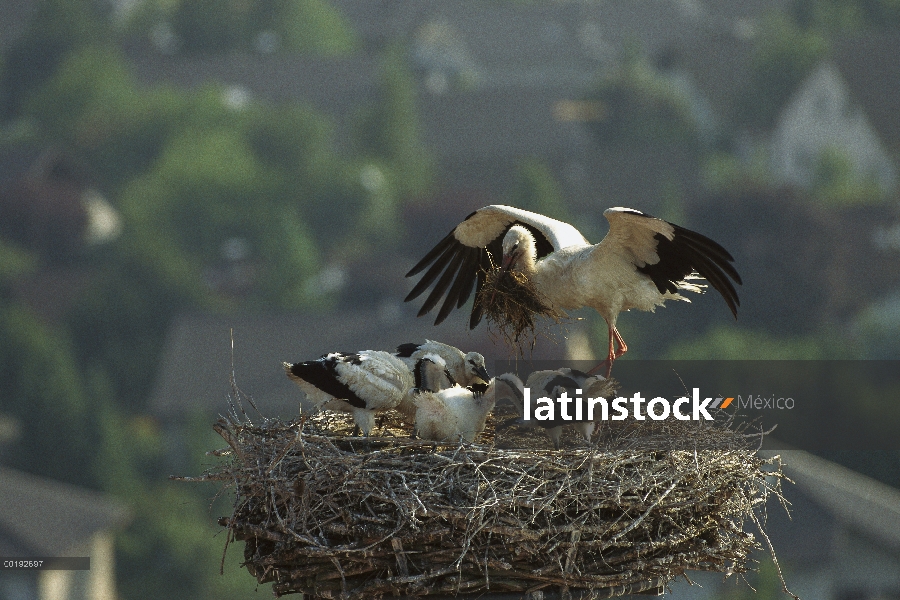 Cigüeña blanca (Ciconia ciconia) en el nido con polluelos, Alemania