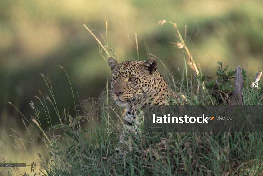 Leopardo (Panthera pardus) descansando en la hierba alta, África del este