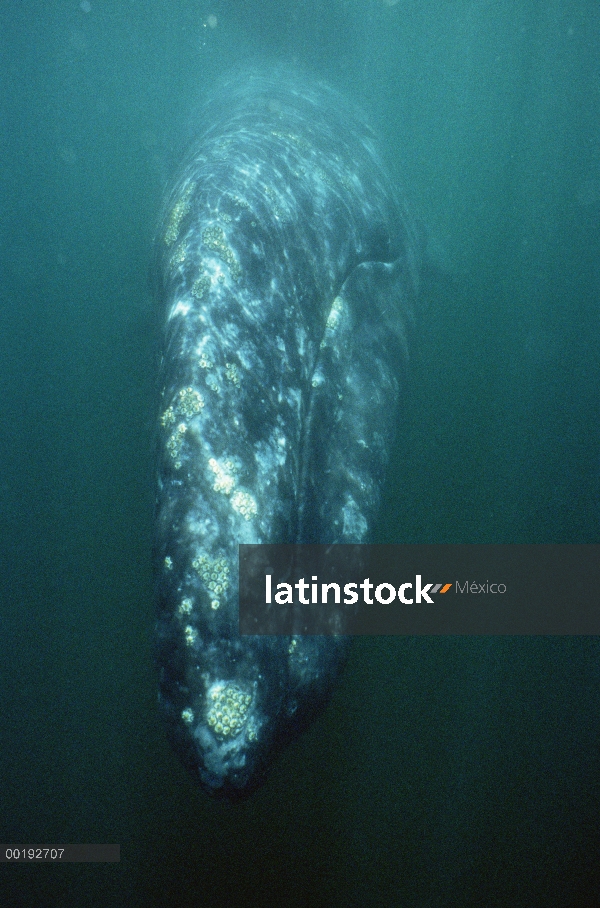 Retrato de la ballena gris (Eschrichtius robustus), Océano Pacífico