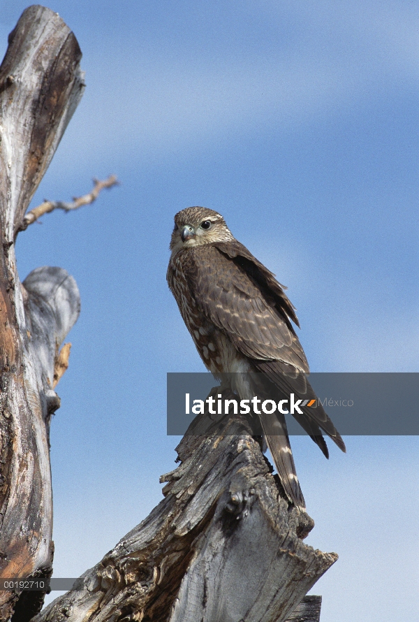 Esmerejón (Falco columbarius) percha de enganche, de América del norte