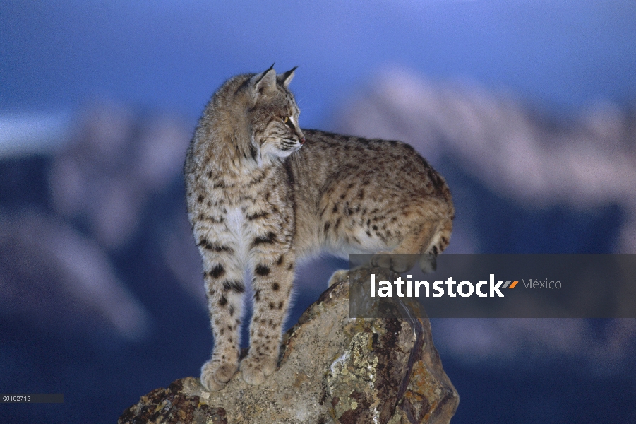 Bobcat (Lynx rufus) equilibrio en la roca, América del norte