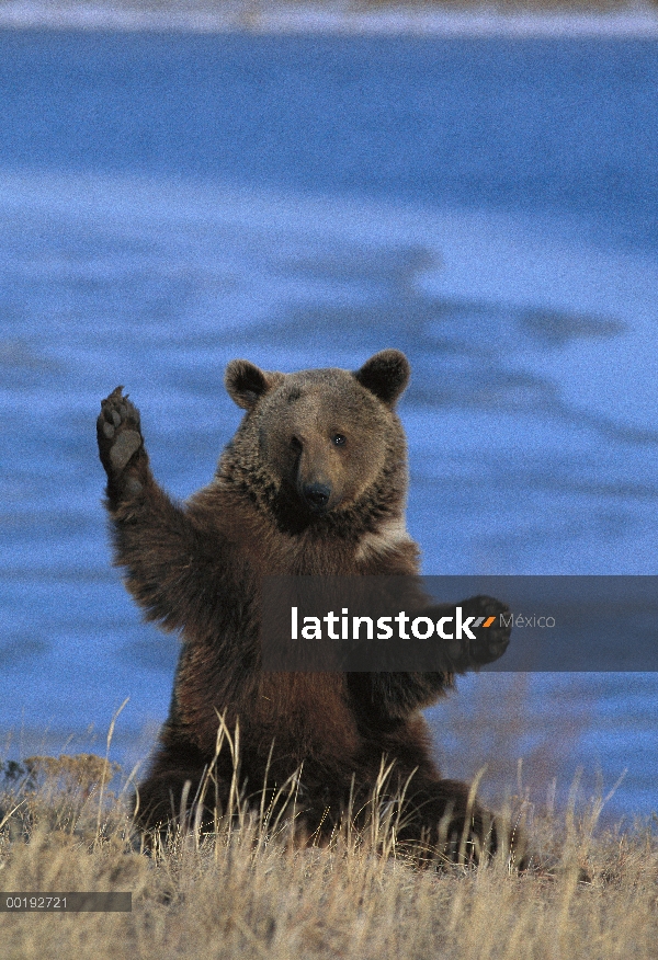 Oso pardo (Ursus arctos) sentado erguido, Alemania