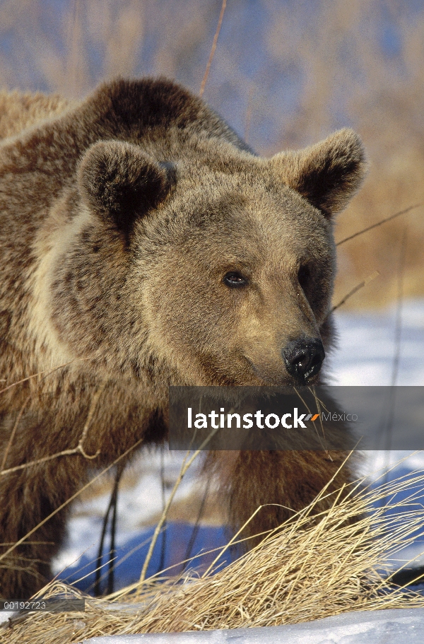 Oso pardo (Ursus arctos) comiendo hierbas secas en invierno, Alemania