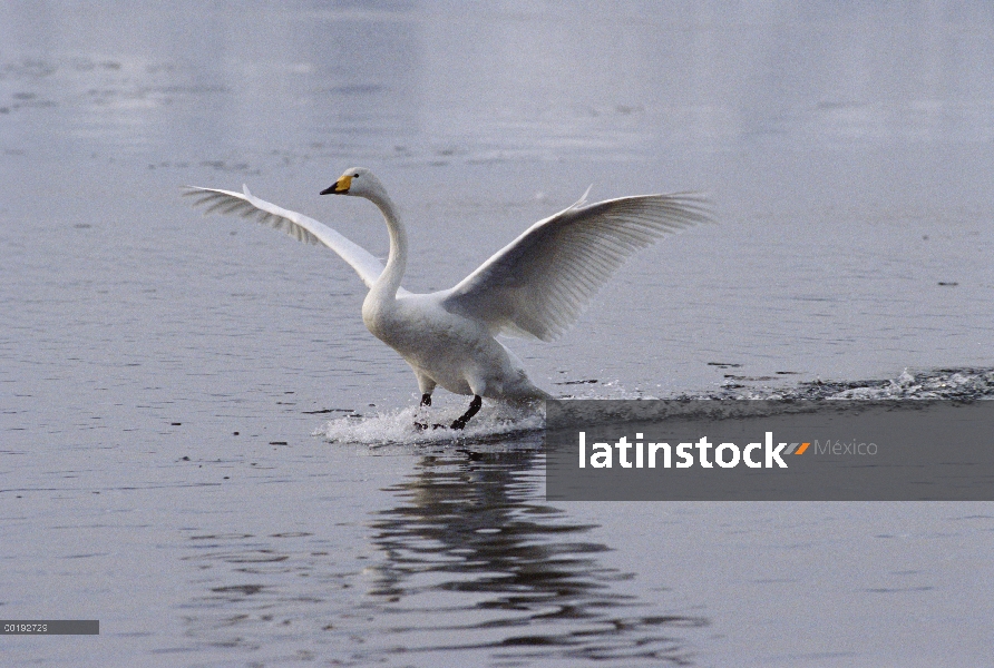 Cisne cantor (Cygnus cygnus) aterrizando en el lago, Japón