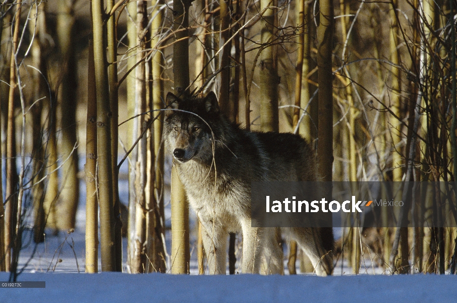 Lobo (lupus de Canis) camuflado en medio de bosque de abedul, América del norte