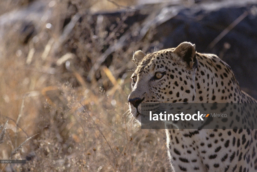 Retrato de leopardo (Panthera pardus), África del este