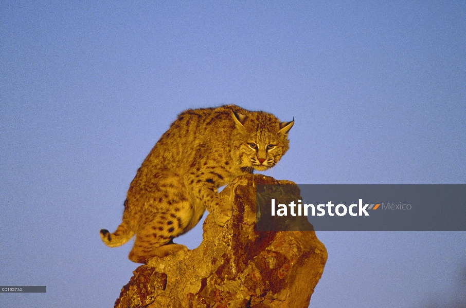 Bobcat (Lynx rufus) equilibrio en la roca, América del norte