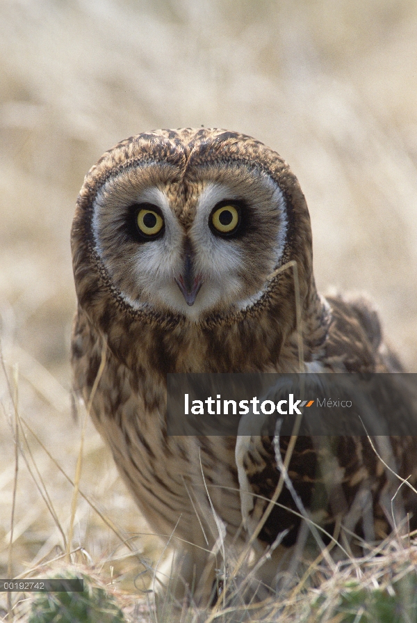 Short-eared Owl (Asio flammeus) retrato América del norte