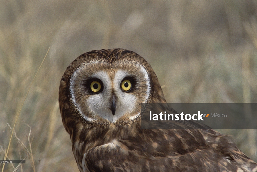 Short-eared Owl (Asio flammeus) retrato América del norte