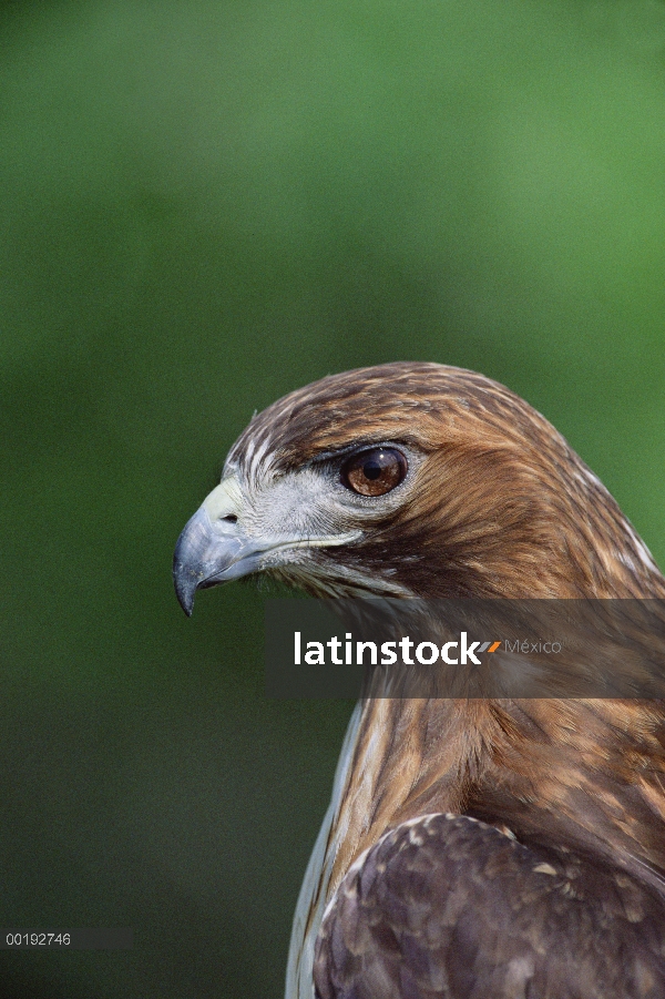 Retrato de halcón de cola roja (Buteo jamaicensis), América del norte