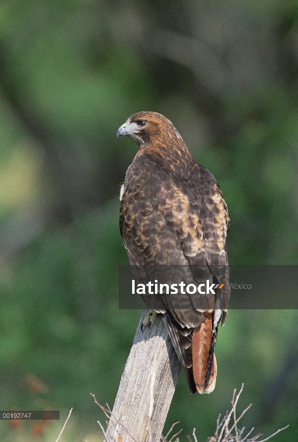 Halcón de cola roja (Buteo jamaicensis) perchado en la rama, América del norte