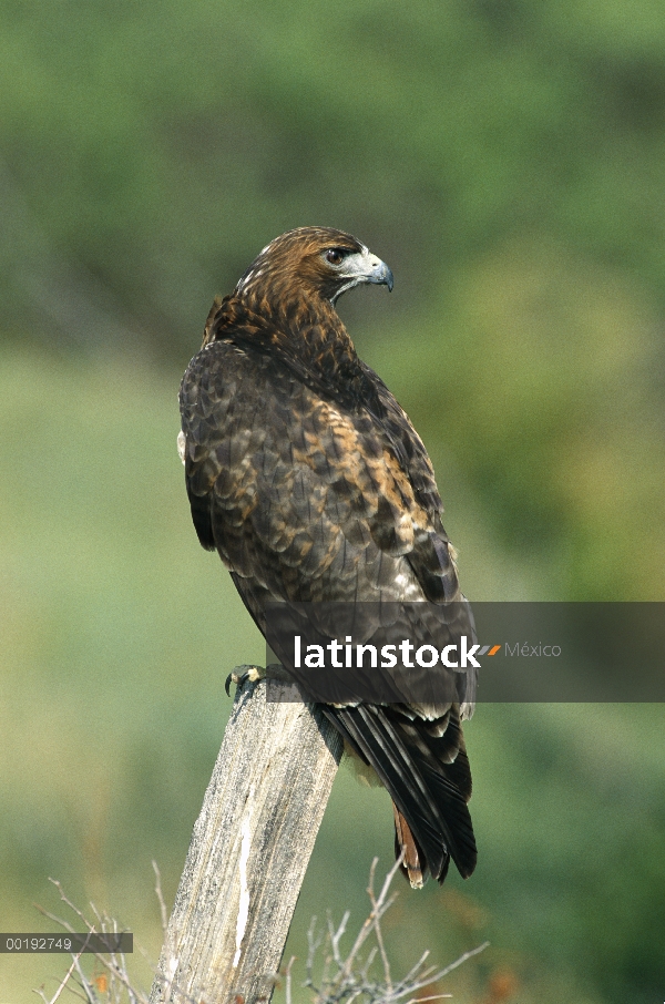 Halcón de cola roja (Buteo jamaicensis) perchas, América del norte