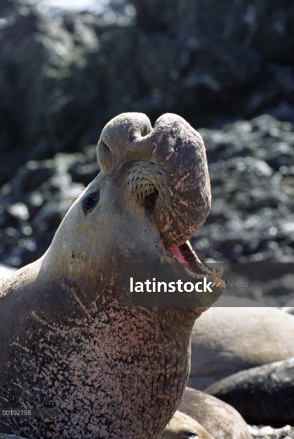 Macho de elefante marino (Mirounga angustirostris) norte llamada, Baja California, México