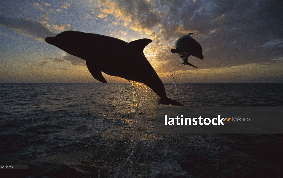 Par de delfines (Tursiops truncatus) de mulares saltando, Caribe