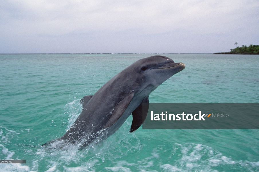 Delfín mular (Tursiops truncatus) saltando, Honduras