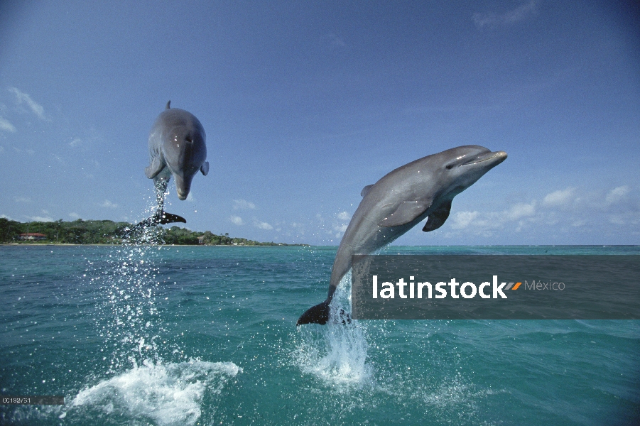 Par de delfines (Tursiops truncatus) de mulares saltando, Honduras