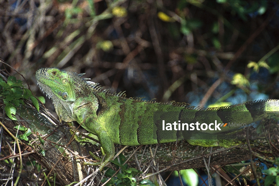 Hembra de Iguana verde (Iguana iguana), América Central