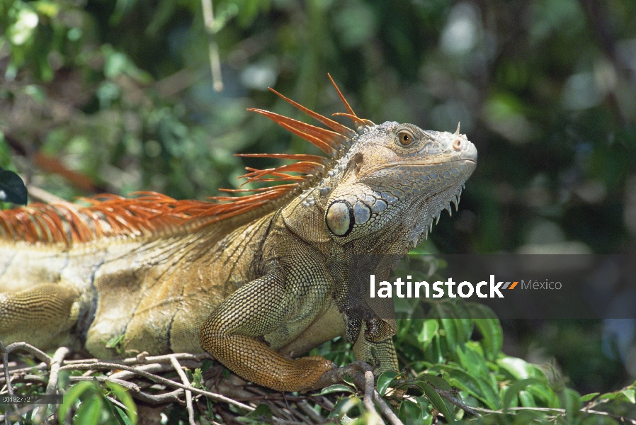 Retrato masculino de Iguana verde (Iguana iguana), América Central