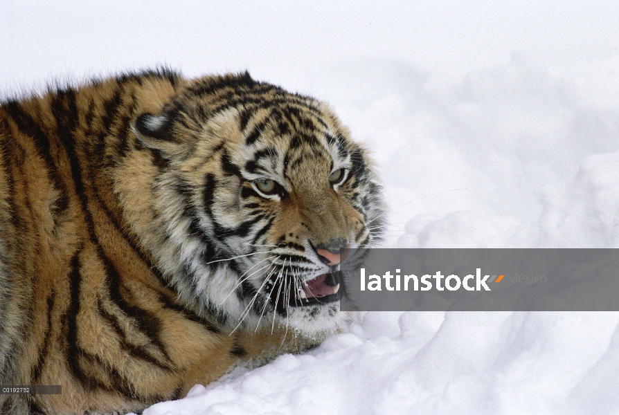 Tigre siberiano (Panthera tigris altaica), gruñendo en nieve, Parque de tigre siberiano, Harbin, Chi