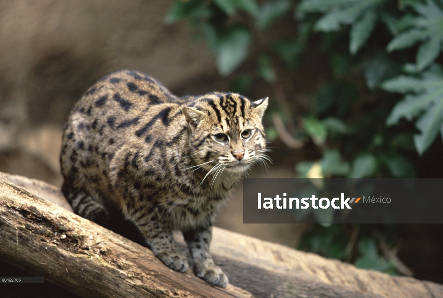 Pesca (viverrinus de Prionailurus) retrato de gato, amenazado, originario de Asia