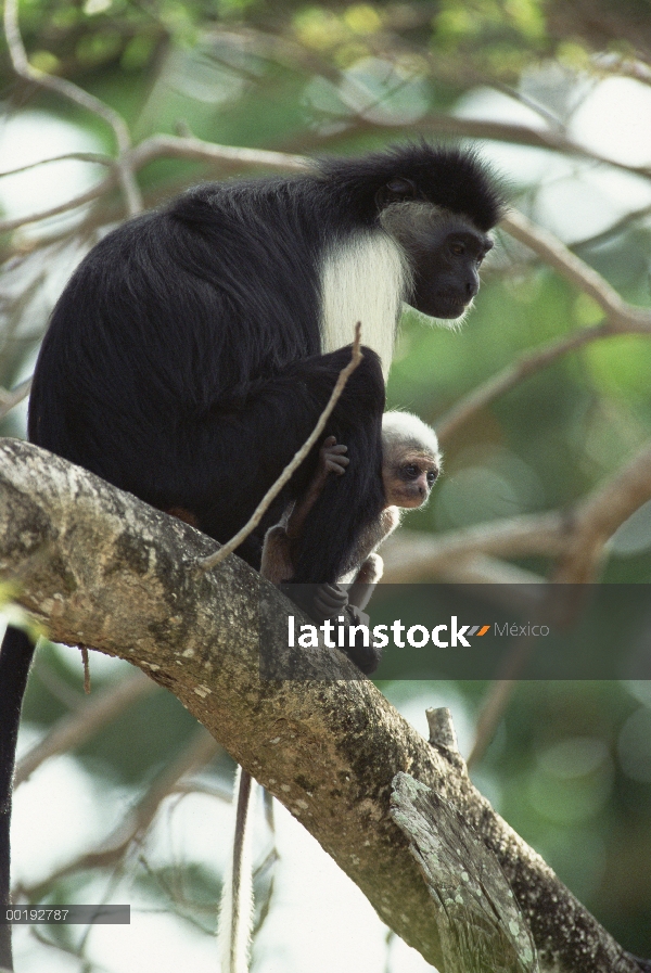 Madre colobo angolano (Colobus angolensis) y jóvenes sentados en el árbol, Kenia