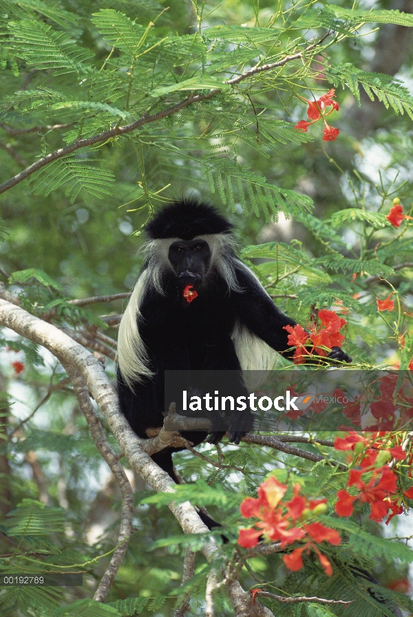 Colobos angoleño (Colobus angolensis) alimentándose de flores rojas en árbol, Kenia