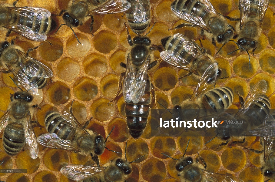 Miel abeja (Apis mellifera) Colonia y reina en el nido de abeja, América del norte