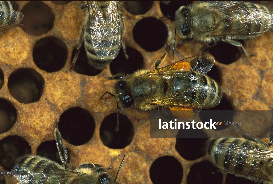 Grupo de la abeja (Apis mellifera) en nido de abeja de la miel