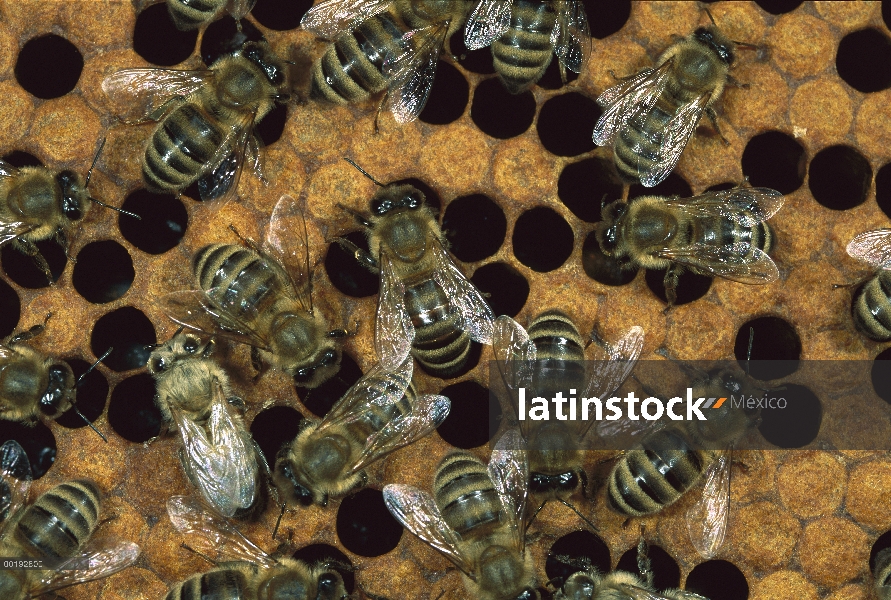 Los trabajadores de la abeja (Apis mellifera) en nido de abeja de la miel