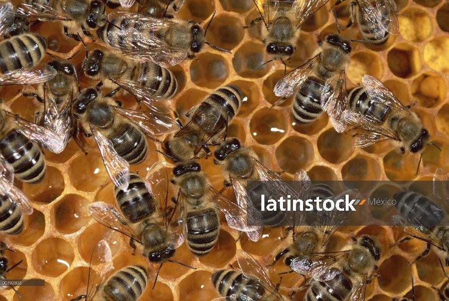 Colonia de la abeja (Apis mellifera) en América del norte en forma de panal, la miel