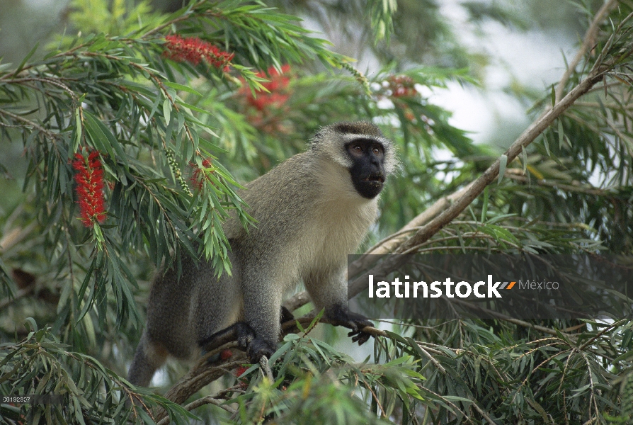 Mono Vervet cara negra (Cercopithecus aethiops) en árbol, de la África del este