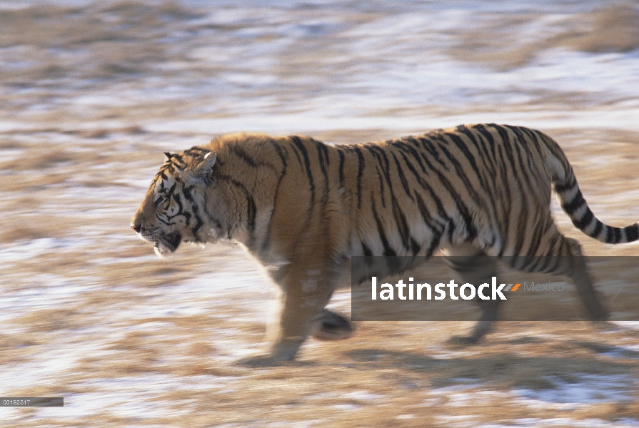 Funcionamiento de siberiano tigre (Panthera tigris altaica)