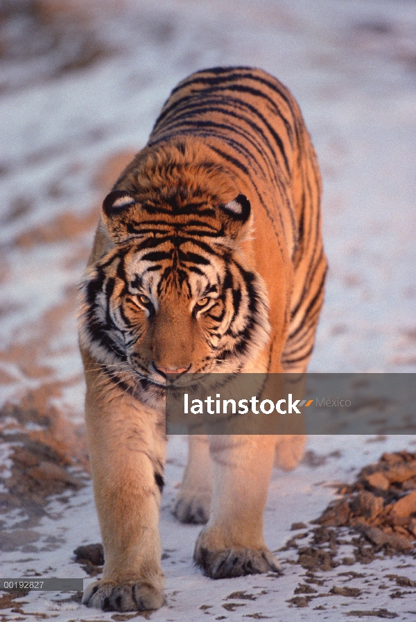 Retrato de tigre (Panthera tigris altaica) de Siberia, China