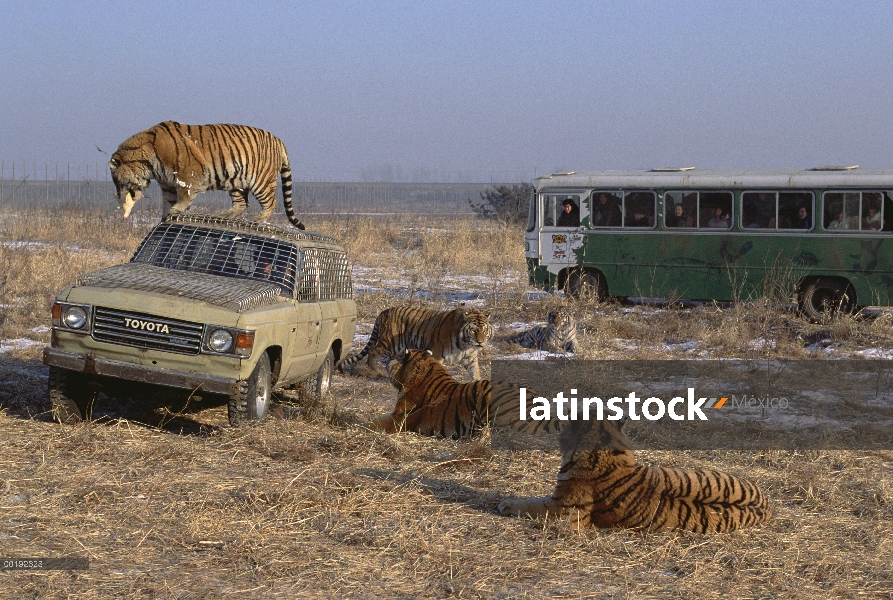 Grupo de tigre (Panthera tigris altaica) Siberiano con turismo vehículos, Parque de tigre siberiano,