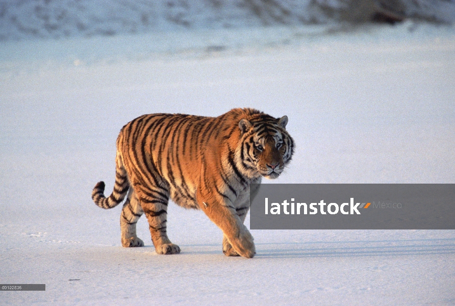 Tigre siberiano (Panthera tigris altaica) caminando por la nieve