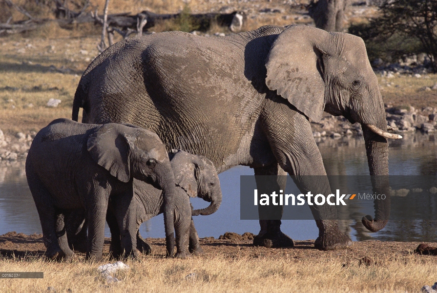 Elefante africano (Loxodonta africana) con terneros en charca, Parque Nacional de Etosha, Namibia