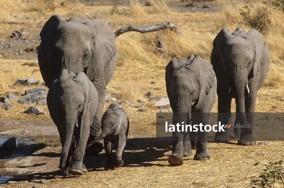 Manada de elefantes africanos (Loxodonta africana) con ternero, Parque Nacional de Etosha, Namibia