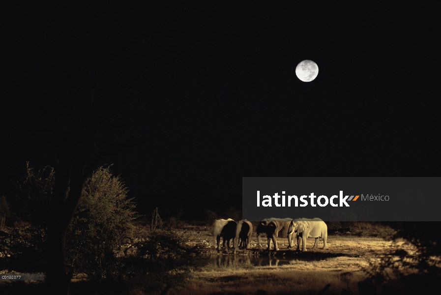 Manada de elefantes africanos (Loxodonta africana) en la charca en la noche con luna llena, Parque N