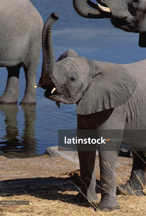 Elefante africano (Loxodonta africana) en la charca, Parque Nacional de Etosha, Namibia