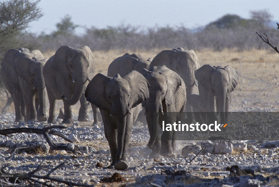 Manada de elefantes africanos (Loxodonta africana) caminando hacia cámara, Parque Nacional de Etosha