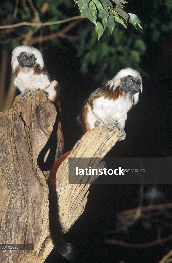 Par de mono tití (Saguinus oedipus) tapa del algodón perching encima de pega por la noche, ecosistem