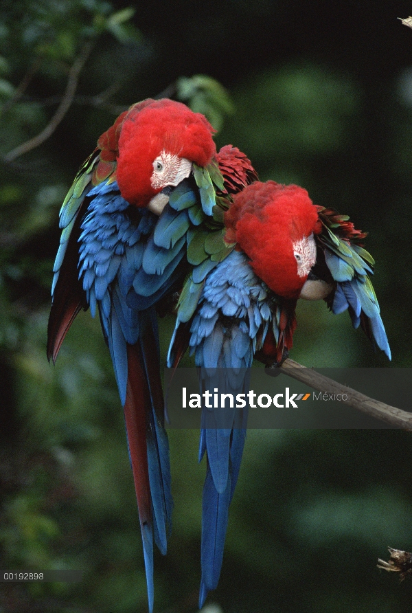 Rojo y par de Guacamaya verde (Ara chloroptera) preening, Brasil