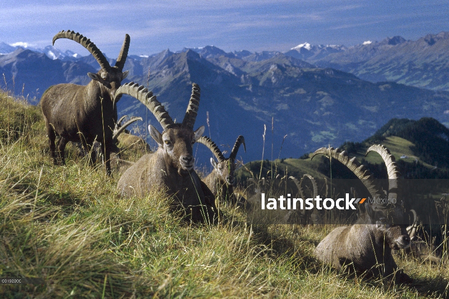 Ibex alpestre (ibex de Capra) manada descansando con Alpes suizos de fondo, Europa