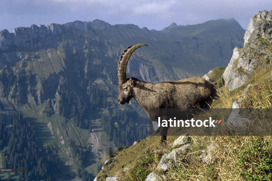 Alpino hombre Ibex (ibex de Capra) con Alpes suizos de fondo, Europa