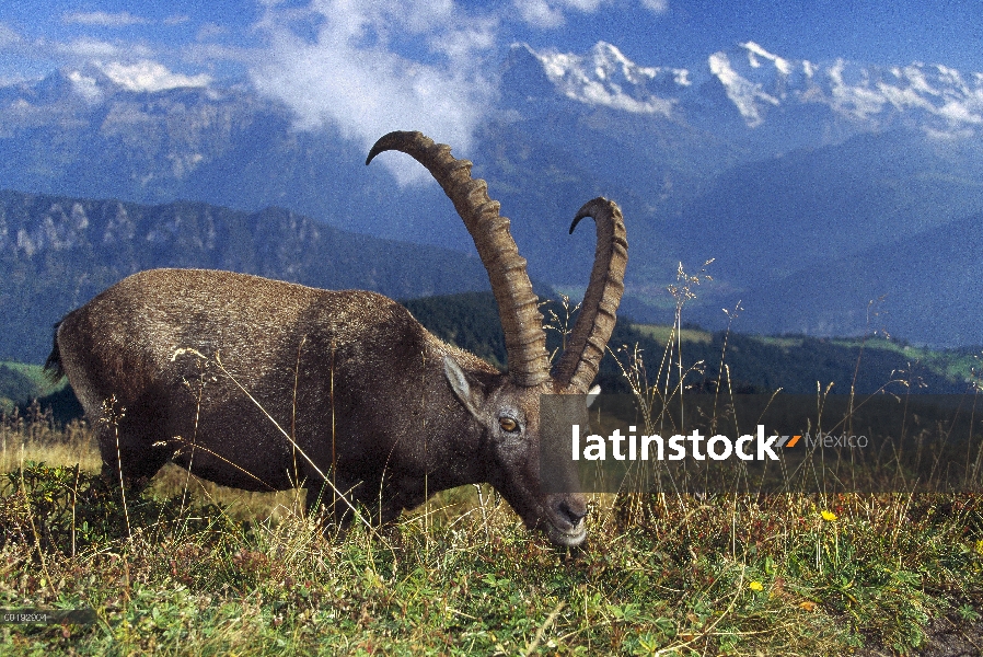 Alpino hombre Ibex (ibex de Capra) pastoreo con Alpes suizos de fondo, Europa